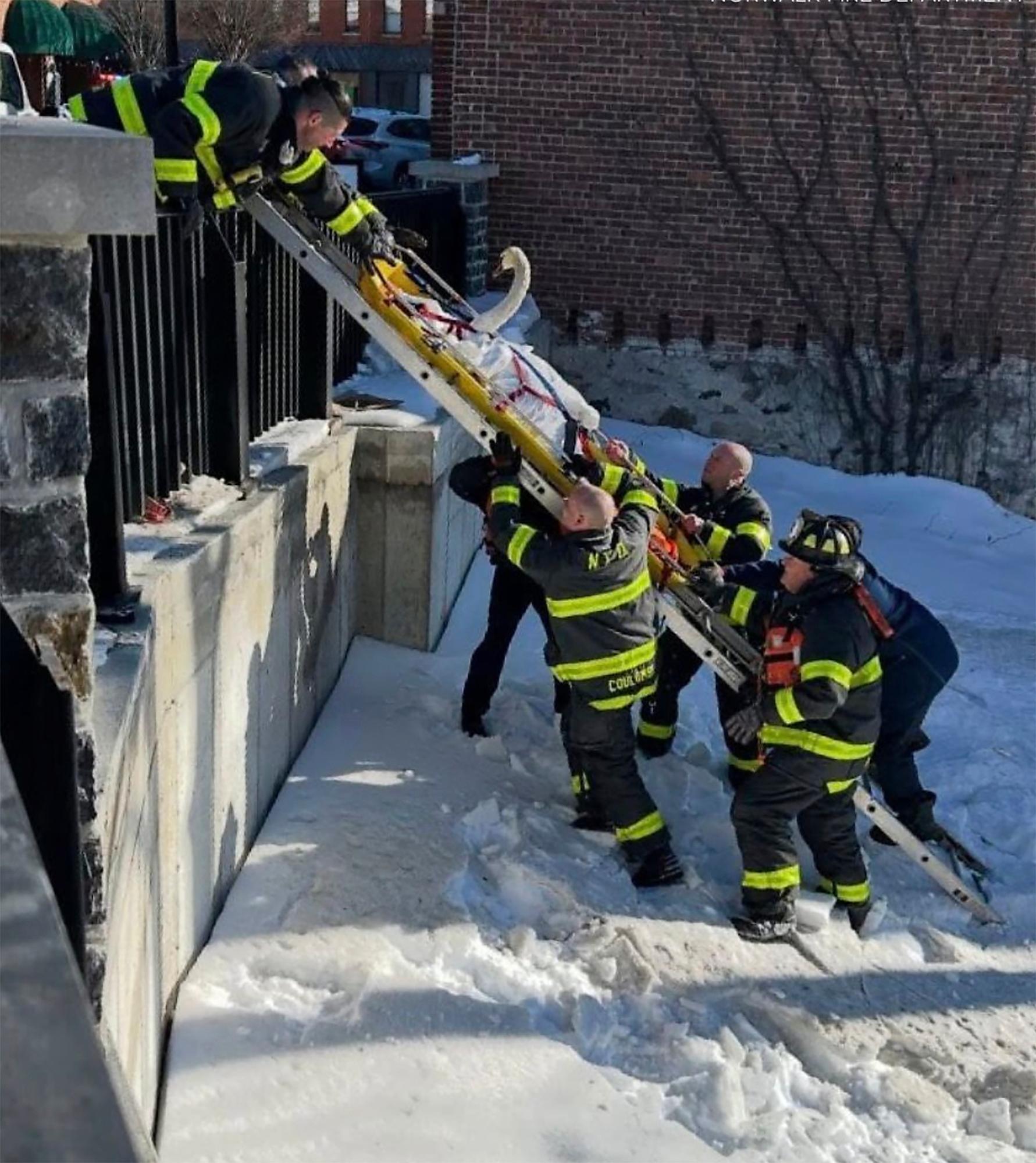Firefighters with the Norwalk Fire department hoist a swan up...